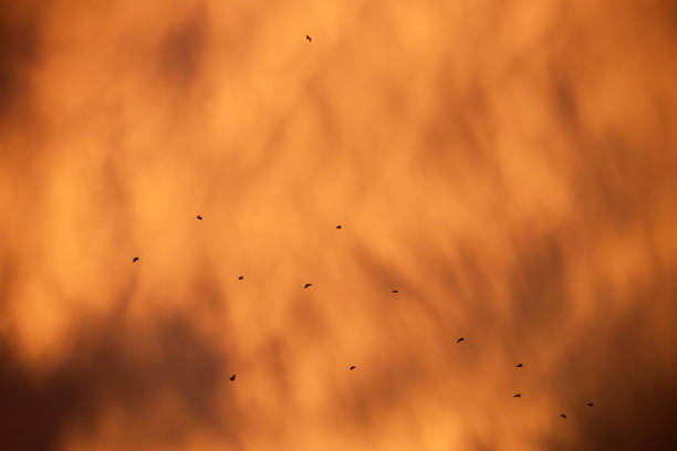 Watching the sunset, A group of marabou storks on a tree at sunset with amazing orange light - Kenya