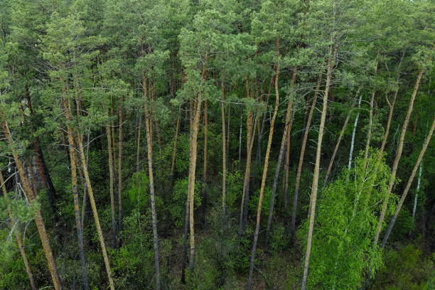 istock Tall pine trees in the coniferous forest in spring, aerial view. 2178731463