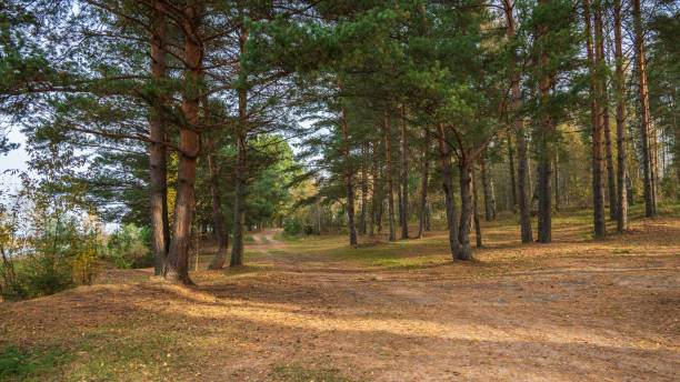 istock Autumn landscape with pine forest, tree trunks illuminated by sunlight, dirt road in the forest. 2178732364
