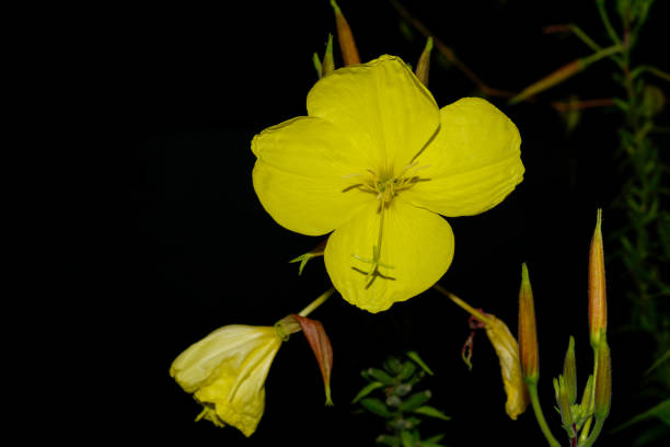Flowers in the garden