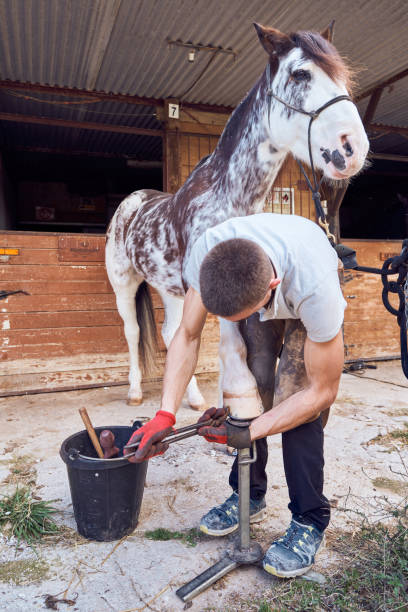 istock Farrier boy changing horseshoe in the stable 2178734998