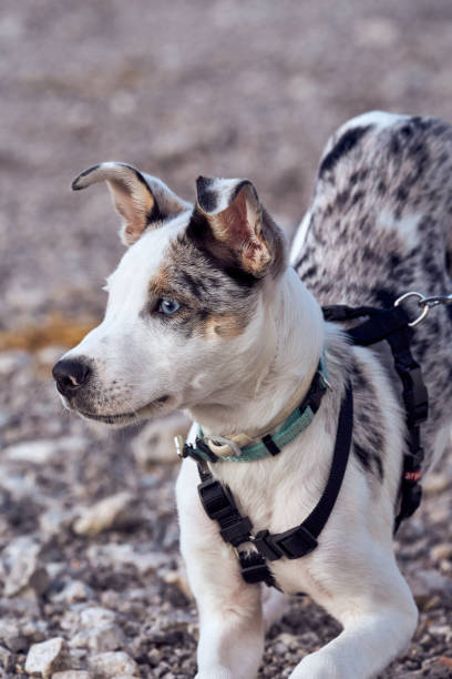 istock Border collie puppy with blue eyes staring at another dog 2178735011