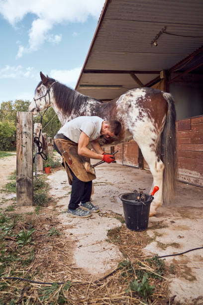 istock Farrier boy changing horseshoe in the stable 2178735055