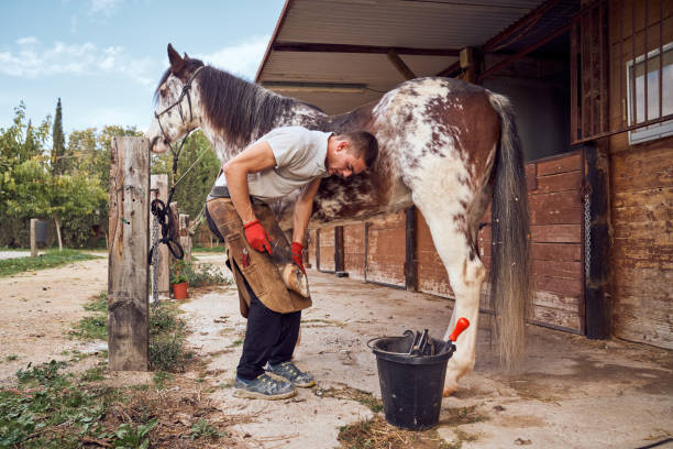 istock Farrier boy changing horseshoe in the stable 2178735228
