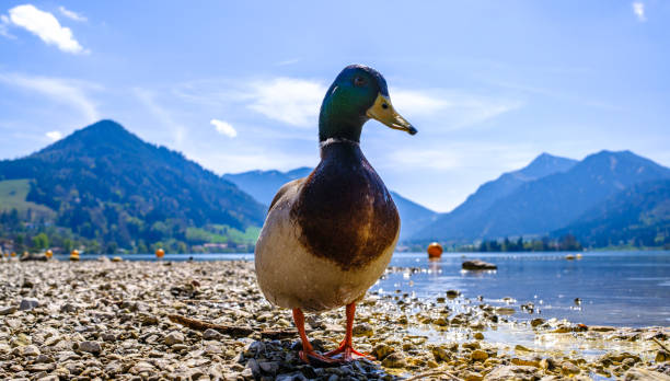 famous schliersee in bavaria - germany - photo