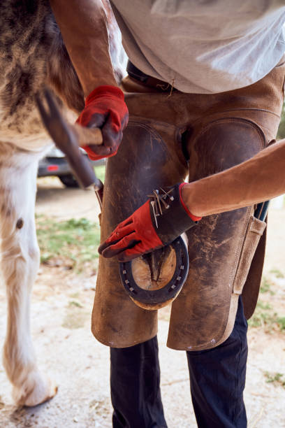 istock Farrier boy changing horseshoe in the stable 2178735274