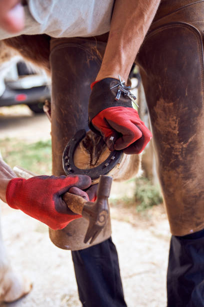 istock Farrier boy changing horseshoe in the stable 2178735383