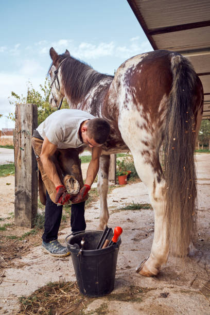 istock Farrier boy changing horseshoe in the stable 2178735559