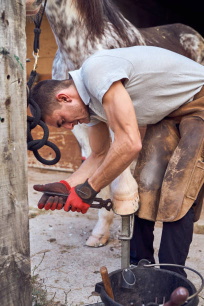 istock Farrier boy changing horseshoe in the stable 2178735598