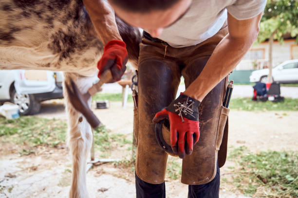 istock Farrier boy changing horseshoe in the stable 2178735621