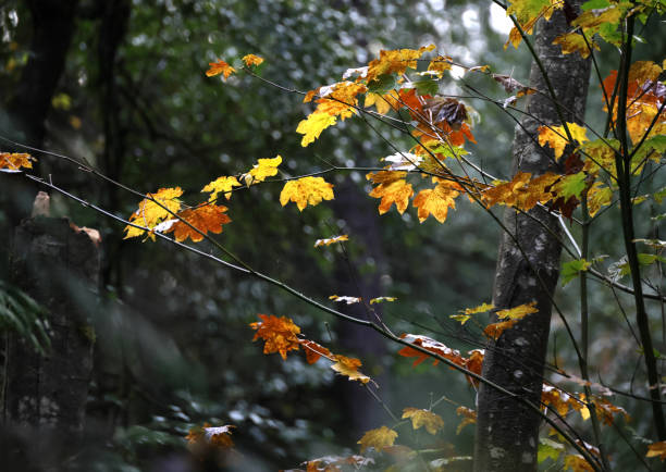 Forest autumn tree light red and yellow leaf
