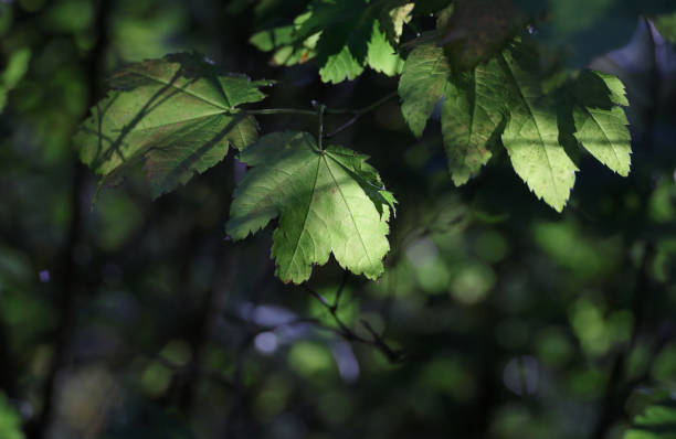 istock Green Maples Leaves in a Canadian Rainforest 2178736659