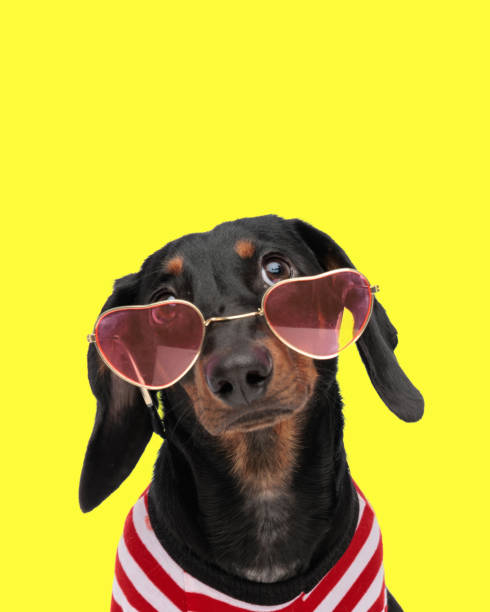 istock curious teckel dachshund puppy with heart sunglasses looking up 2178737003