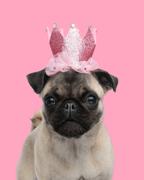 istock adorable little pug princess dog with pink glitter crown looking forward 2178737075