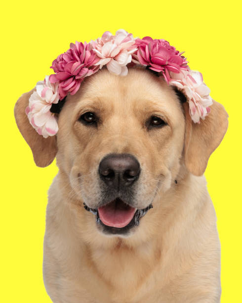 istock beautiful labrador retriever puppy with flowers headband panting 2178737088