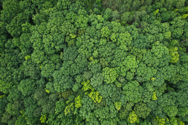 istock Densely packed gree treetops see from aerial view 2178737710