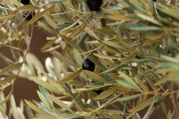 Marvel at the rich harvest of an olive grove, as clusters of ripe olives adorn the vibrant green branches of olive trees. The softly blurred background accentuates the natural beauty of this Mediterranean scene