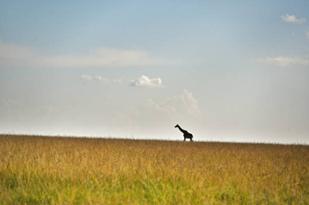 Single giraffe walking through the savannah in the Maasai Mara National Reserve in Kenya.