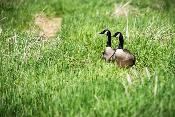 A pair of Canada Geese exploring the coastline of an island on the St. Lawrence River.