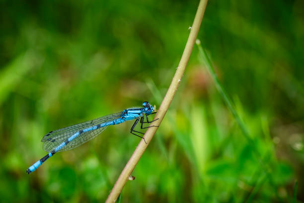 istock A bluet damselfly perched on pond vegetation. 2178741770