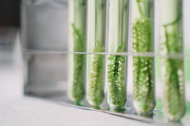 istock Close-Up Of green alga in laboratory science. 2178744801