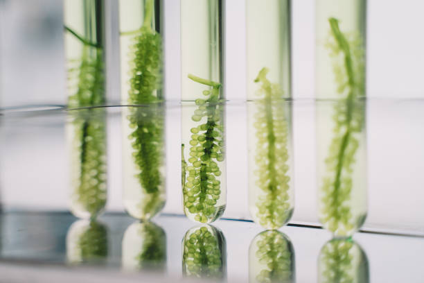 istock Close-Up Of green alga in laboratory science. 2178744813
