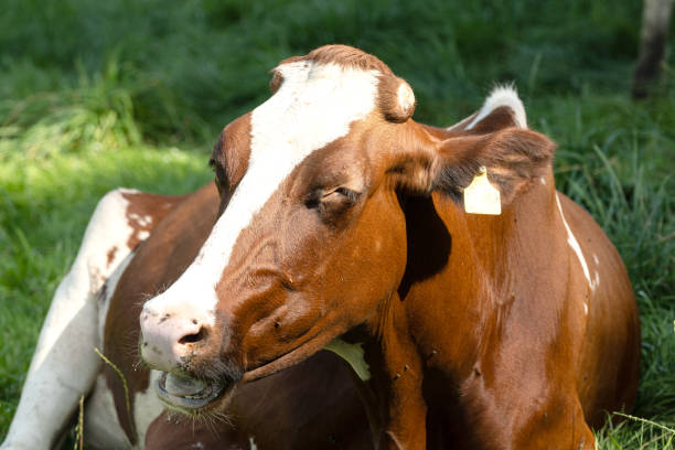 Spring in a Pasture: single Charolais yearling cow head looking over. Sticking out tongue.