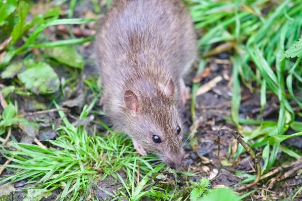 istock Brown rat rodent feeding on the ground 2178746685