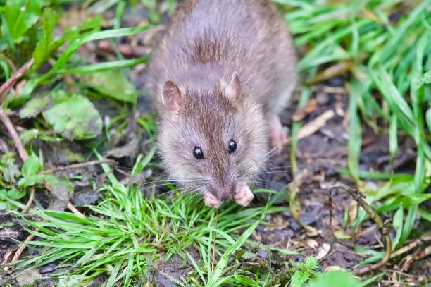 istock Brown rat rodent feeding on the ground 2178746767