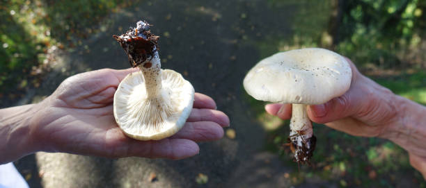 istock White field mushrooms  Picked by a person  Panoramic image 2178747412
