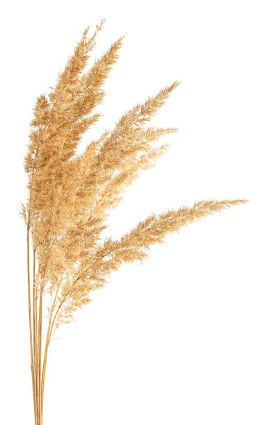 istock Bunch of bulrush spikelets isolated on a white background. Reed spikelets. Wild spikes. 2178750049