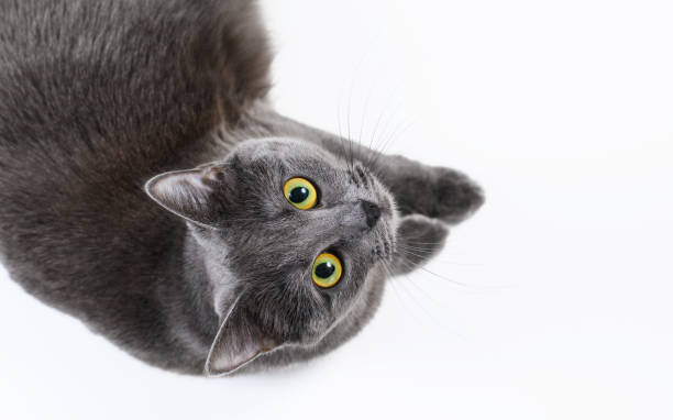 Gray cat on white background. Cat looking up, top view