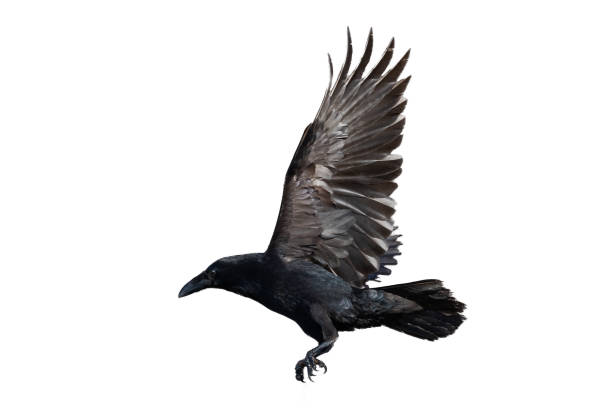 istock Birds flying raven isolated on white background Corvus corax. Halloween 2178750199