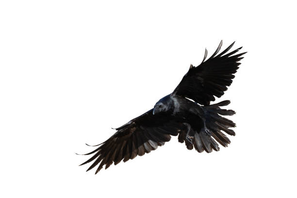 istock Birds flying raven isolated on white background Corvus corax. Halloween 2178750218