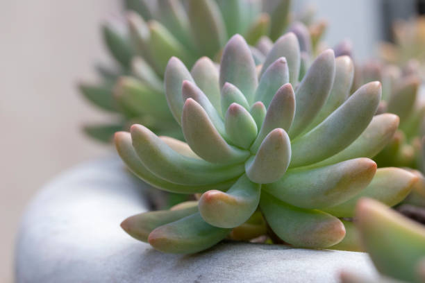 istock Close-up image of x Graptosedum 'Francesco Baldi' Succulent 2178750448