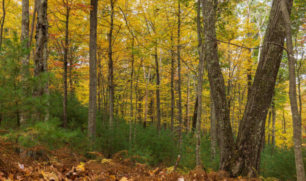 Evergreen trees beneath taller deciduous trees with yellow and orange fall foliage
