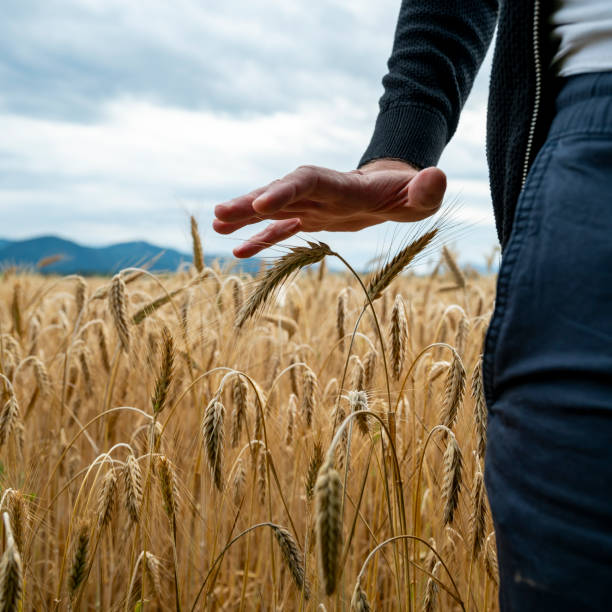 istock A gentle touch in the golden wheat fields beneath a mountain sky 2178753270