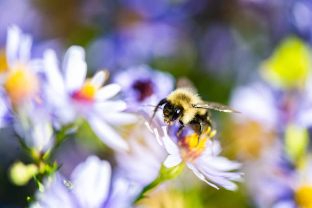 This is a macro photograph of a bumblebee gathering pollen from flowers outdoors on a sunny autumn day in New York.