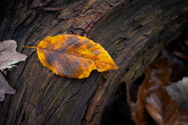 Single golden beech tree autumn leaf on wooden trunk texture.
