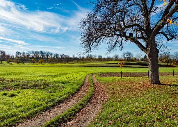 Path through green field autumn landscape with tree, golden leaves, blue sky