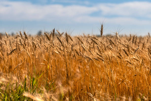 Golden wheat field and sunny day
