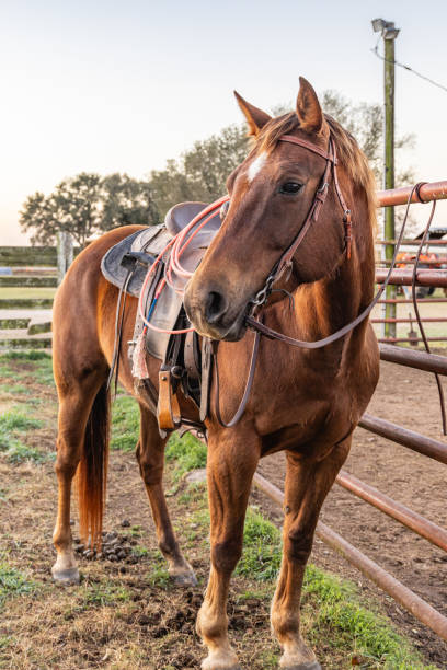 istock A bay horse with saddle and lariat, or lasso. 2178756972