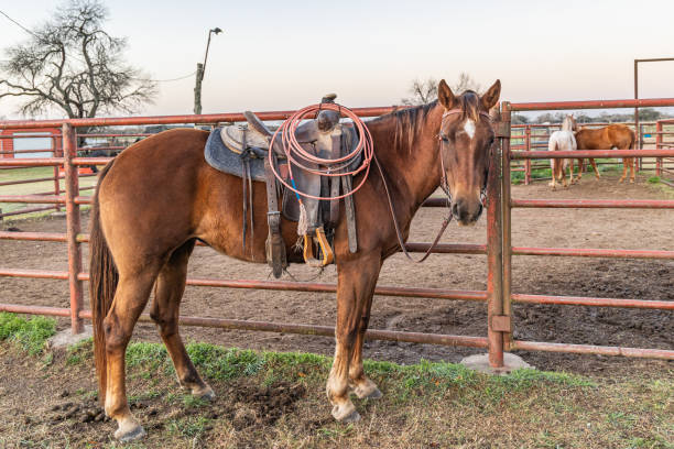 Yoakum, Texas, United States. A bay horse with saddle and lariat, or lasso.
