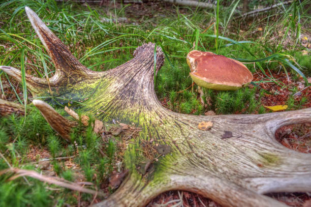 istock Edible porcini mushroom 2178757320