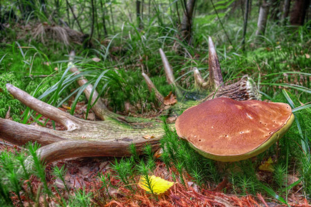 istock Edible porcini mushroom 2178757322
