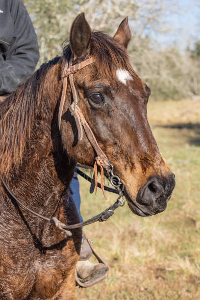 istock A sweating horse on a cattle round up in Texas. 2178758205