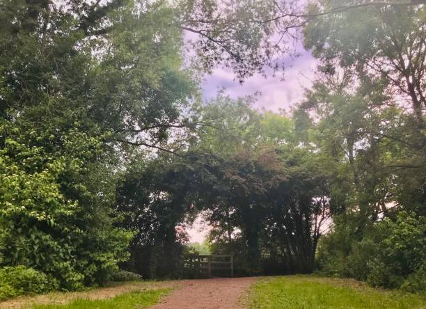 istock Slightly arched treetops form a natural tunnel gateway over rural path in a peaceful natural setting wooded area. 2178759074