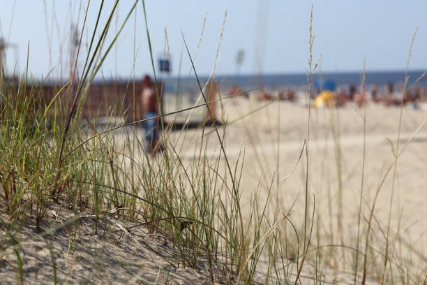 .Grass on the beach with sea and sand background