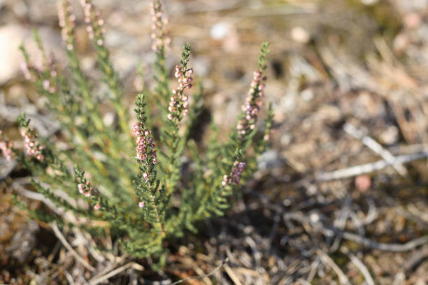 istock .A small flower bouquet with small flowers grows on the ground 2178759452