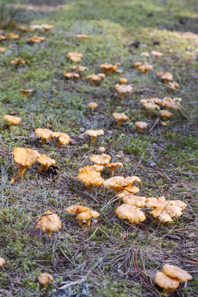 istock .autumn mushrooms grow in the forest on the forest path 2178759491